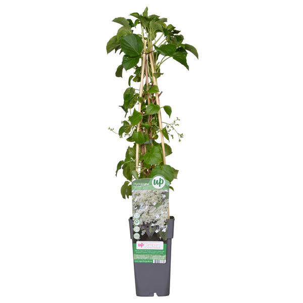 Hortensia - Hydrangea petiolaris - Ø15cm - ↕65cm