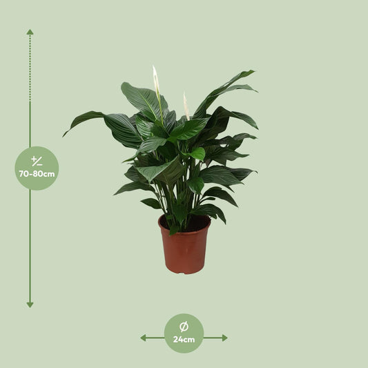 Lepelbloem - Spathiphyllum Sweet Silvana - Ø24cm - ↕80cm