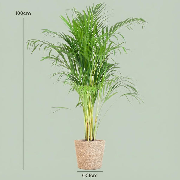 Arecapalm - Areca Palm met Zeegras mand naturel - Ø21cm - ↕100cm