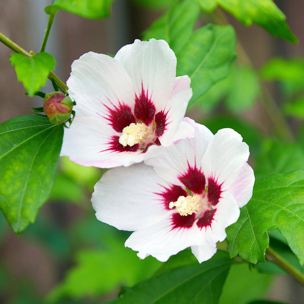 Hibiscus - Hibiscus syriacus 'Hamabo' - lichtroze - Ø17cm - ↕45cm