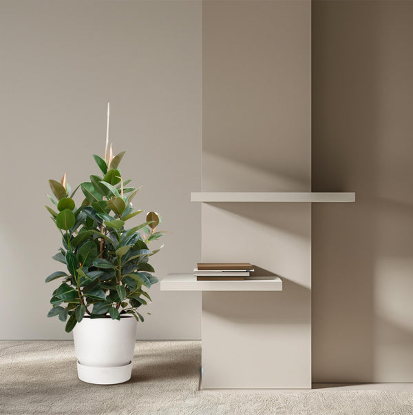 Vijgenboom - Ficus Robusta vertakt - Ø38cm - ↕150cm