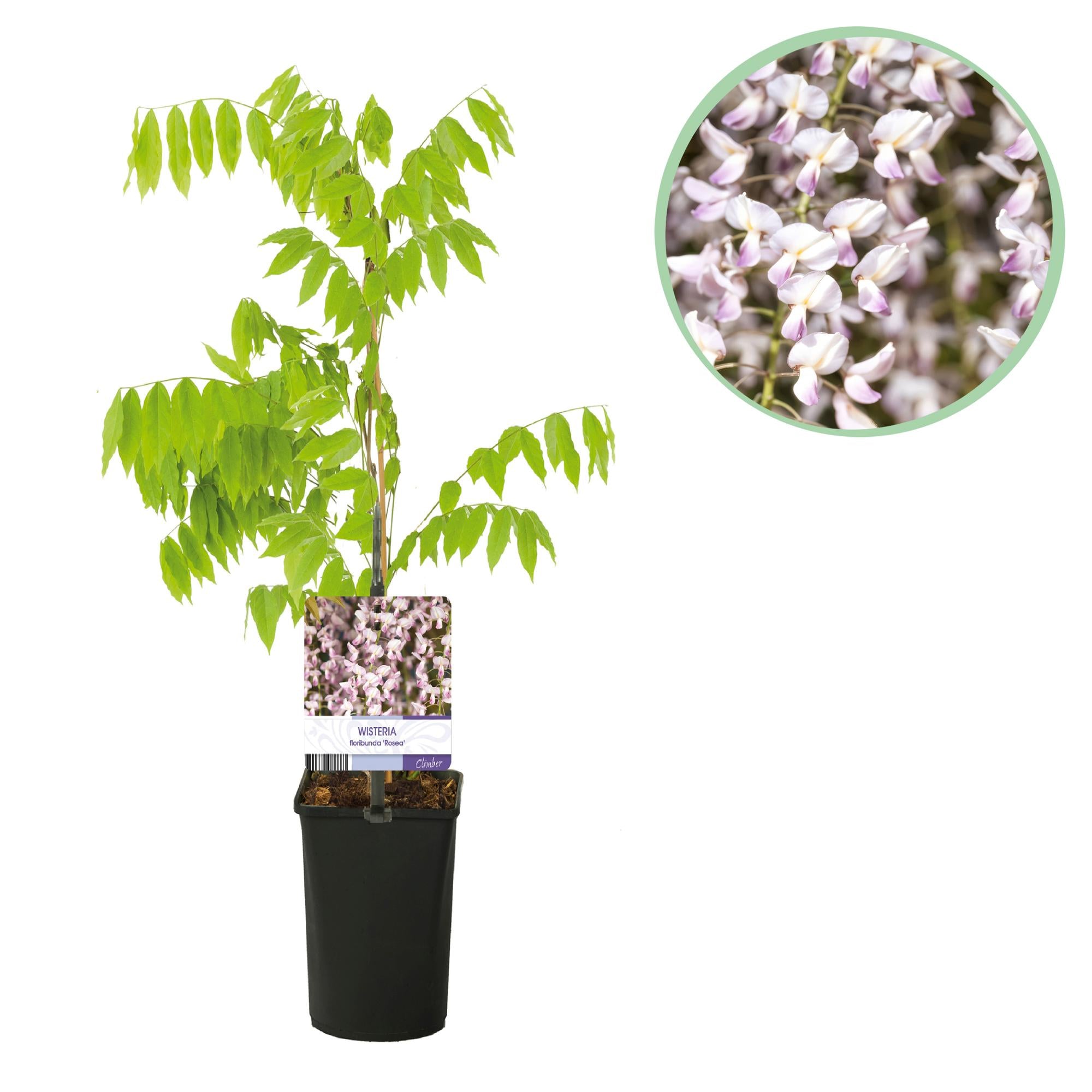 Blauwe Regen - Wisteria floribunda Rosea - Ø11cm - ↕40cm