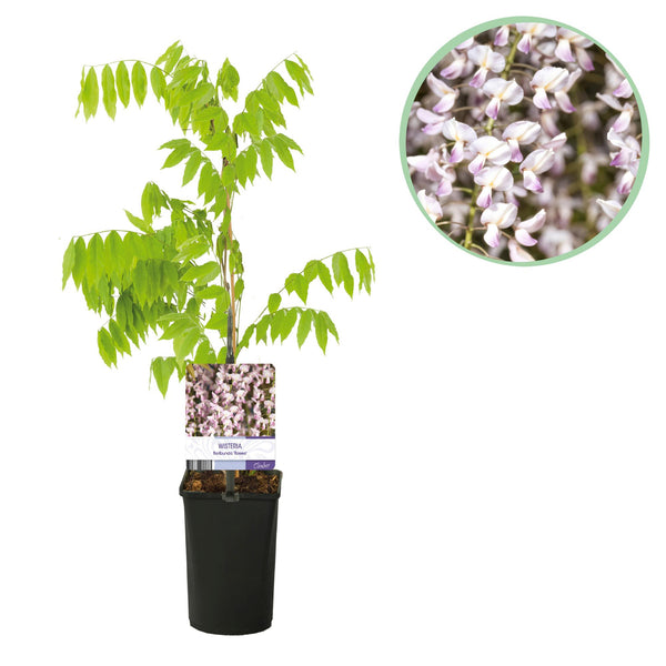 Blauwe Regen - Wisteria floribunda Rosea - Ø11cm - ↕40cm