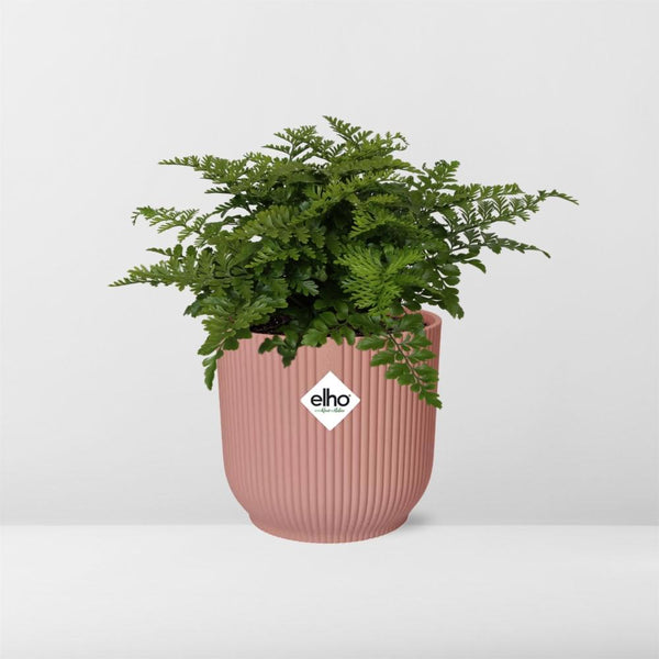 Tongvaren - Asplenium Parvati - incl. Elho Vibes Fold Roze - ↕14cm