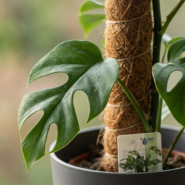 Mini Gatenplant - Monstera Minima Mosstok - Ø19cm - ↕90cm