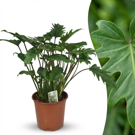 Philodendron Xanadu - Ø19cm - ↕60cm