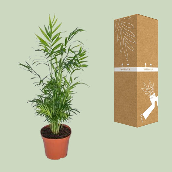 Bergpalm - Chamaedorea elegans - Ø17cm - ↕55cm