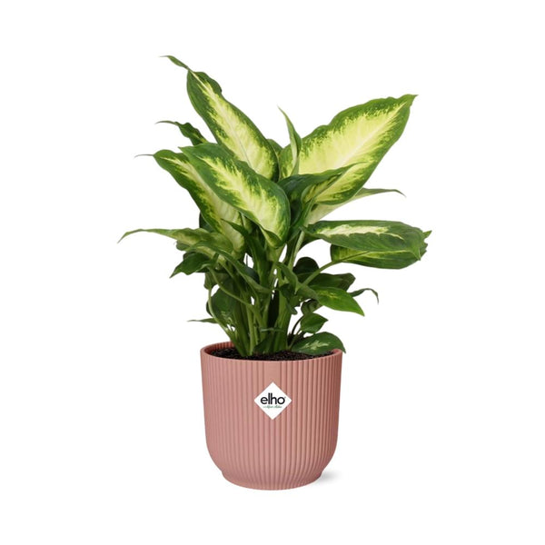 Dieffenbachia ‘Camilla’ - incl. Elho Vibes Fold Roze - ↕14cm