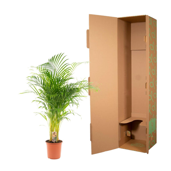 Arecapalm - Areca palm - Ø21cm - ↕130cm
