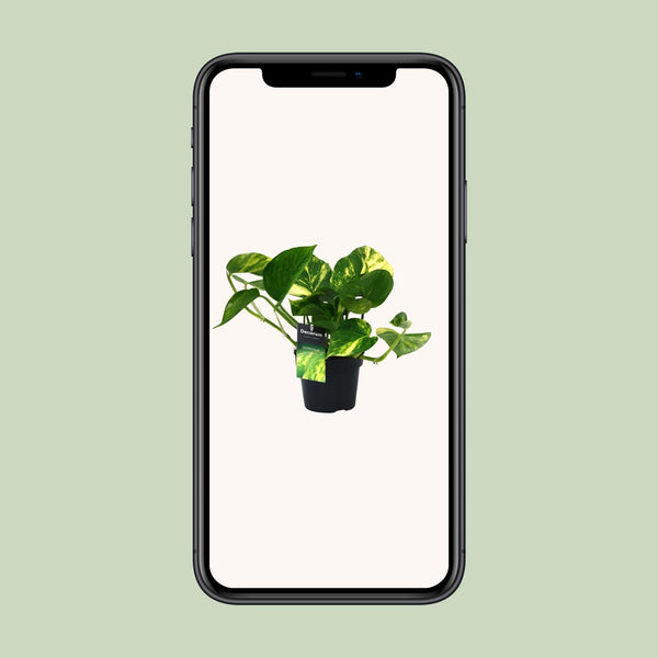 Pothos - Epipremnum aureum - Ø12cm - ↕25cm