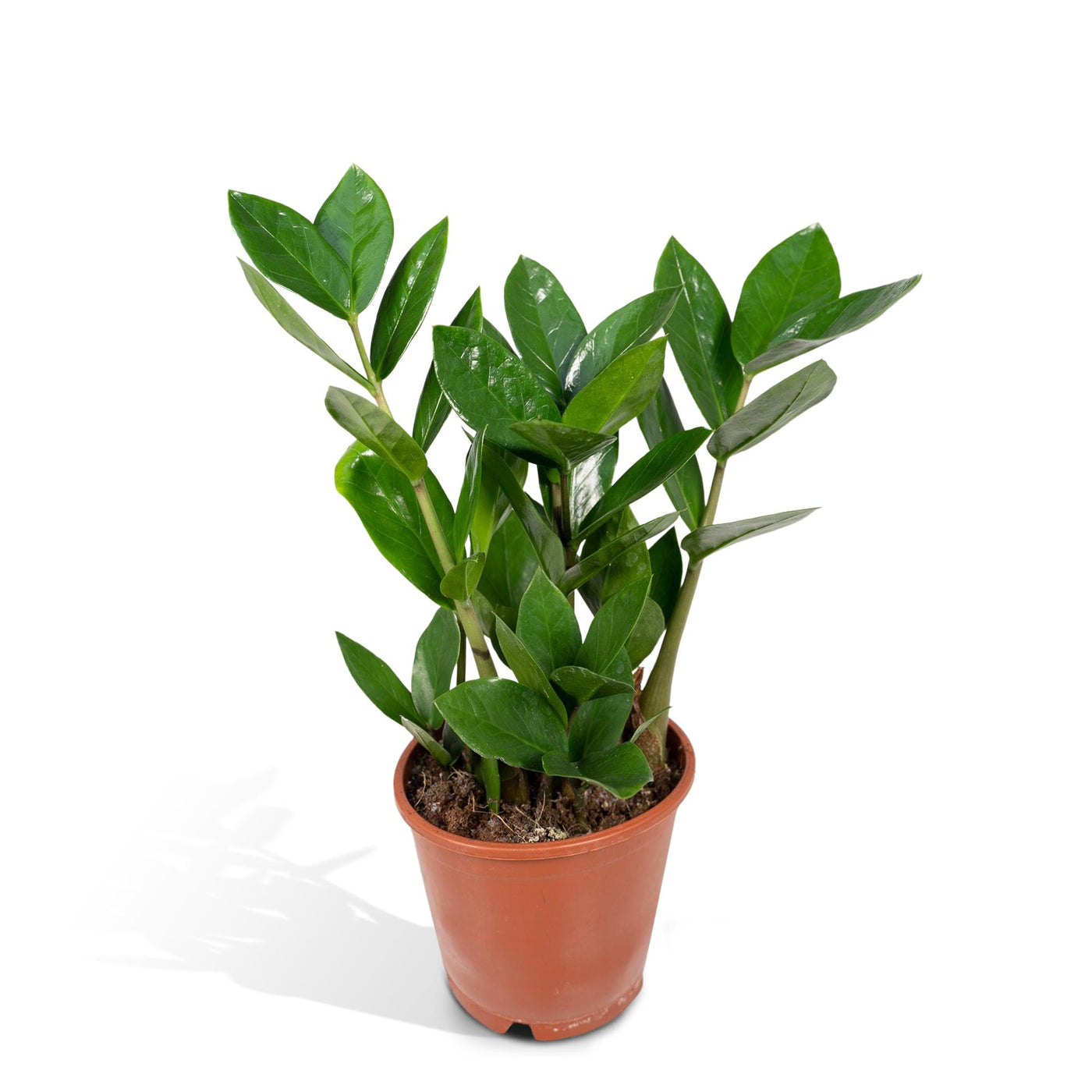 ZZ-plant - Zamioculcas zamiifolia - Ø12cm - ↕35cm