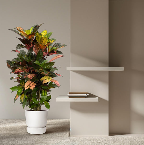 Croton - Codiaeum Iceton vertakt - Ø24cm - ↕100cm