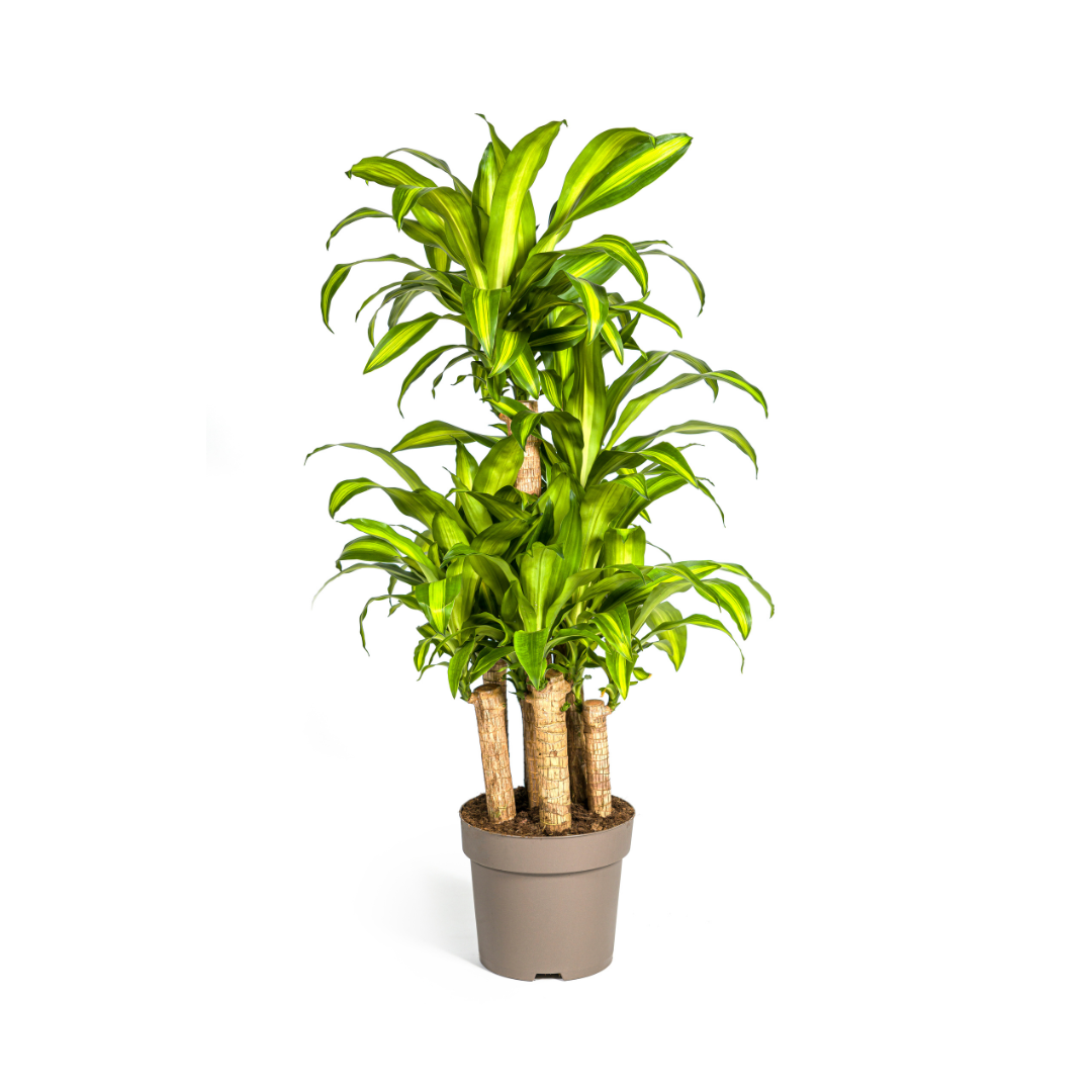 Drakenbloedboom - Dracaena fragrans 'Massangeana' - Ø30cm - ↕140cm