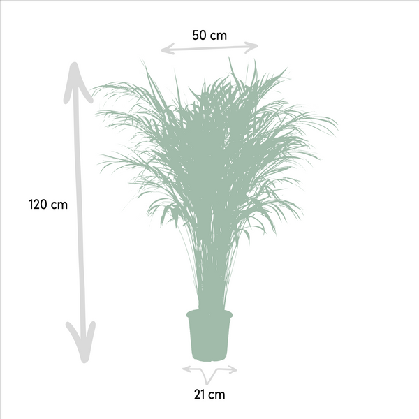 Arecapalm - Areca palm - Ø21cm - ↕100cm