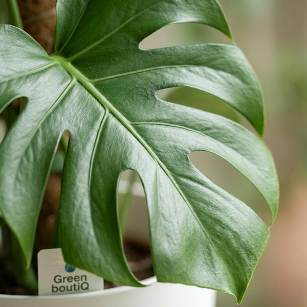 Gatenplant - Monstera deliciosa mosstok - Ø19cm - ↕90cm