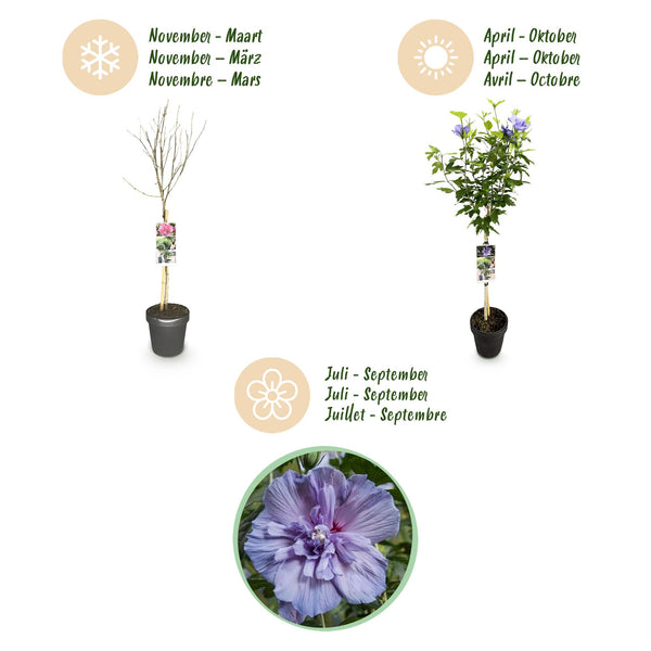 Hibiscus op stam - Hibiscus syriacus 'Blue Chiffon' - blauw - Ø19cm - ↕90cm