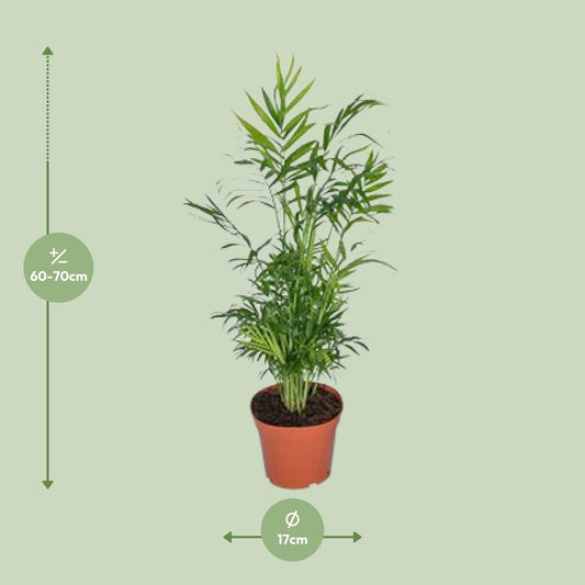 Bergpalm - Chamaedorea elegans - Ø17cm - ↕55cm