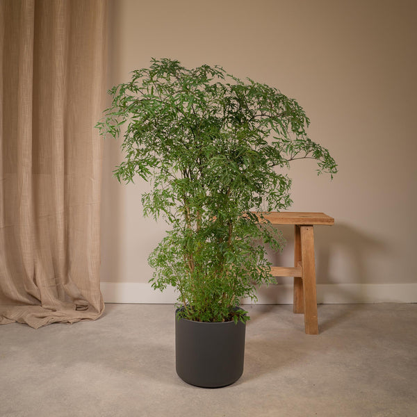 Polyscias Fruticosa - Ø21cm - ↕75cm
