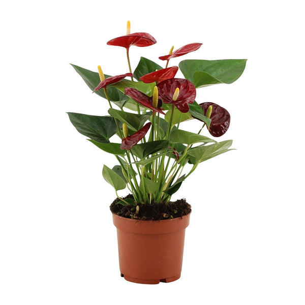Flamingoplant - Anthurium Calon In Transparant Sleeve - Ø12cm - ↕36cm