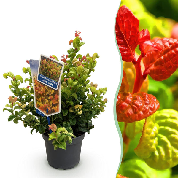 Druifheide - Leucothoe Curly Gold - geel - Ø17cm - ↕40cm