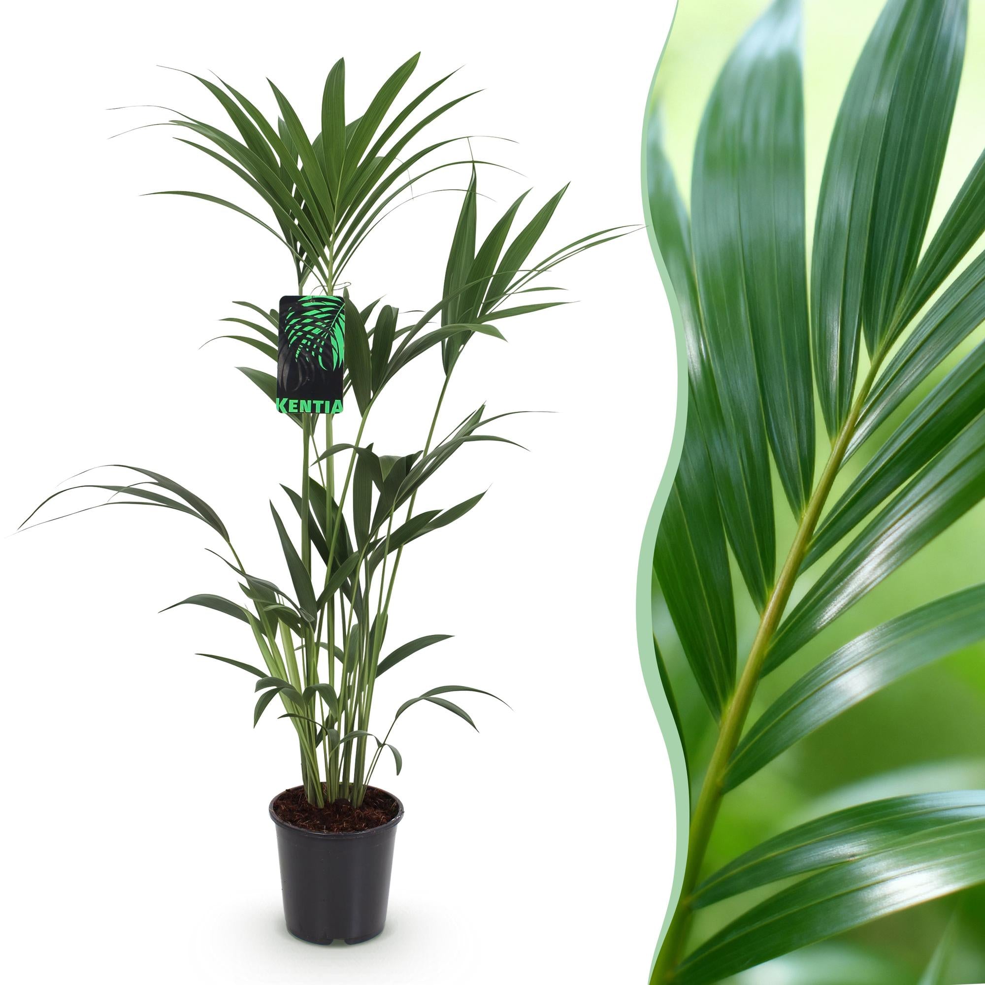 Kentiapalm - Howea forsteriana - Ø21cm - ↕120-130cm