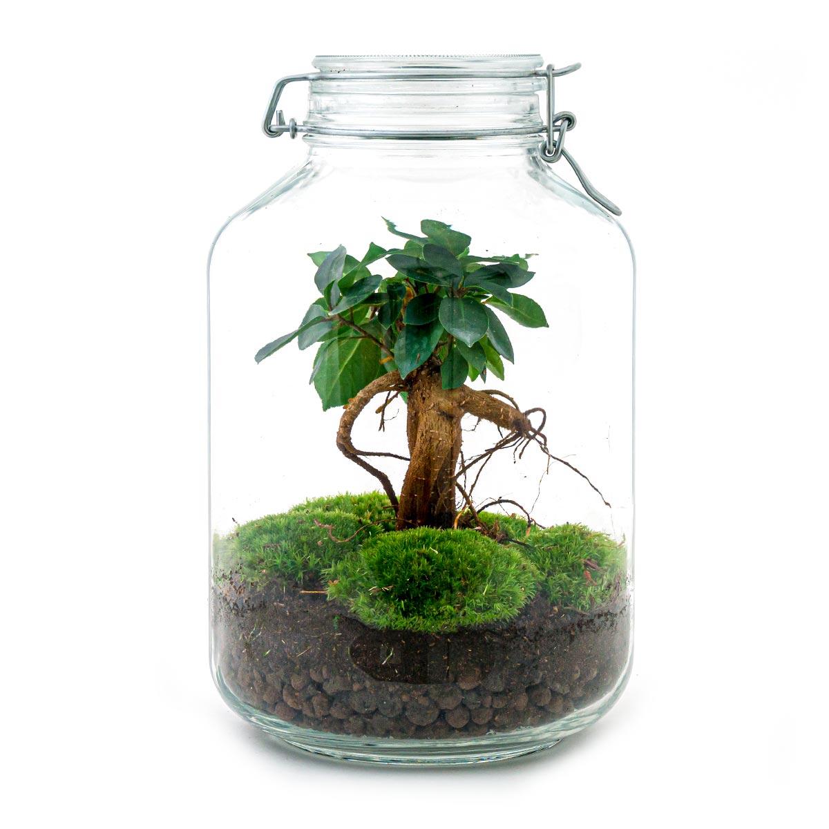 Ficus Ginseng bonsai - ↕28cm