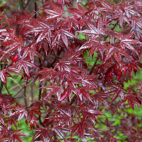 Japanse Esdoorn - Acer palmatum Bloodgood - Rood - Ø19cm - ↕70cm