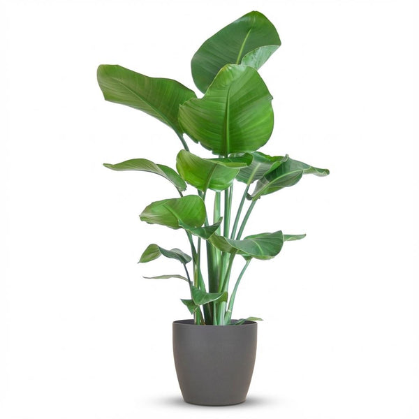 Witte paradijsvogelplant - Strelitzia nicolai - incl. Pot - Grijs - Ø21cm - ↕80cm