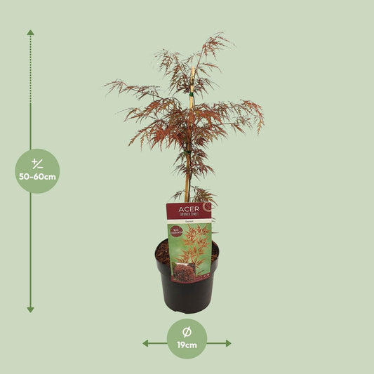 Japanse Esdoorn - Acer palmatum - Ø19cm - ↕40cm