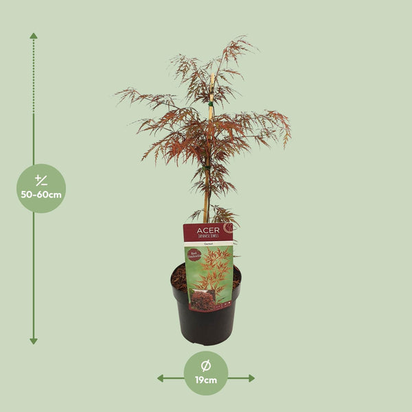 Japanse Esdoorn - Acer palmatum - Ø19cm - ↕40cm