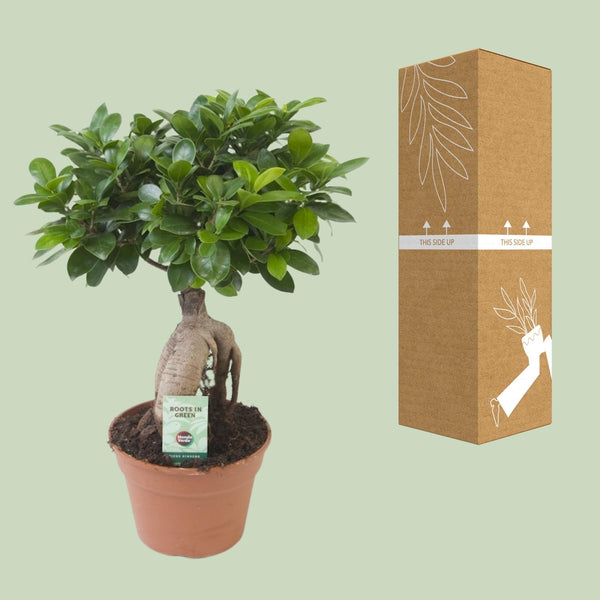 Vijgenboom - Ficus Ginseng - Ø17cm - ↕40cm