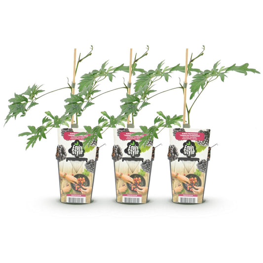Bramenplant - Rubus Thornless Evergreen - Ø9cm