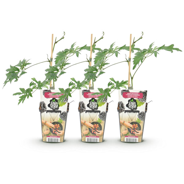 Bramenplant - Rubus Thornless Evergreen - Ø9cm