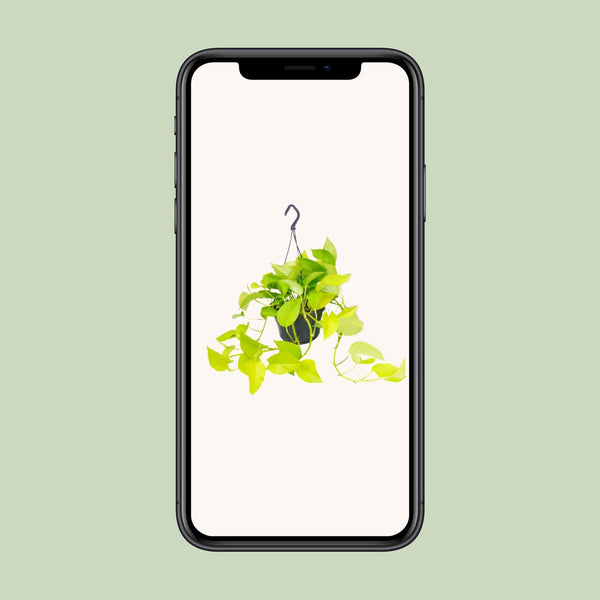 Pothos - Epipremnum aureum - Ø15cm - ↕25cm