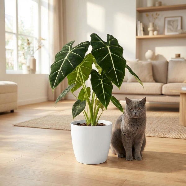 Olifantsoor - Alocasia Frydek - Ø19cm - ↕60cm