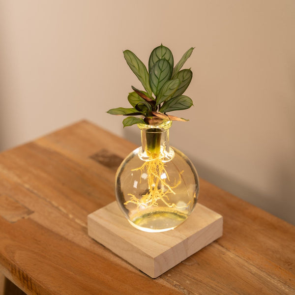 Calathea in Samoa glas met LED verlichting - Ø12cm - ↕10cm