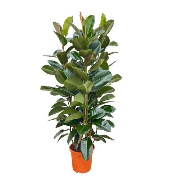 Rubberboom struik - Ficus elastica Robusta - Ø27cm - ↕140cm