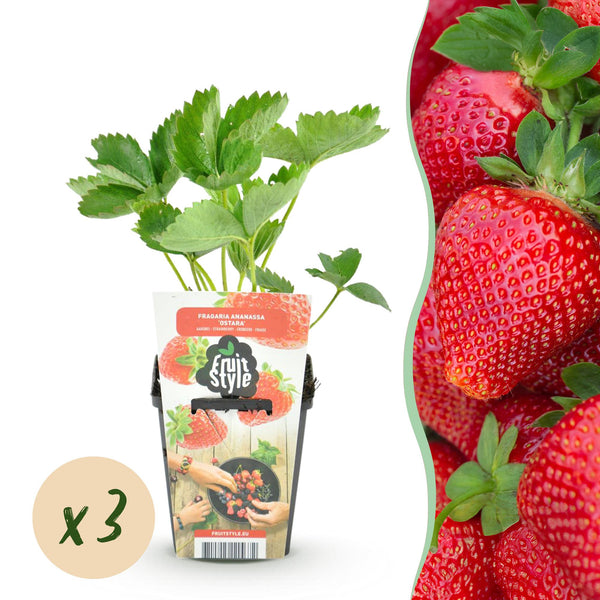 Aardbei - Fragaria Elvira - Ø9cm