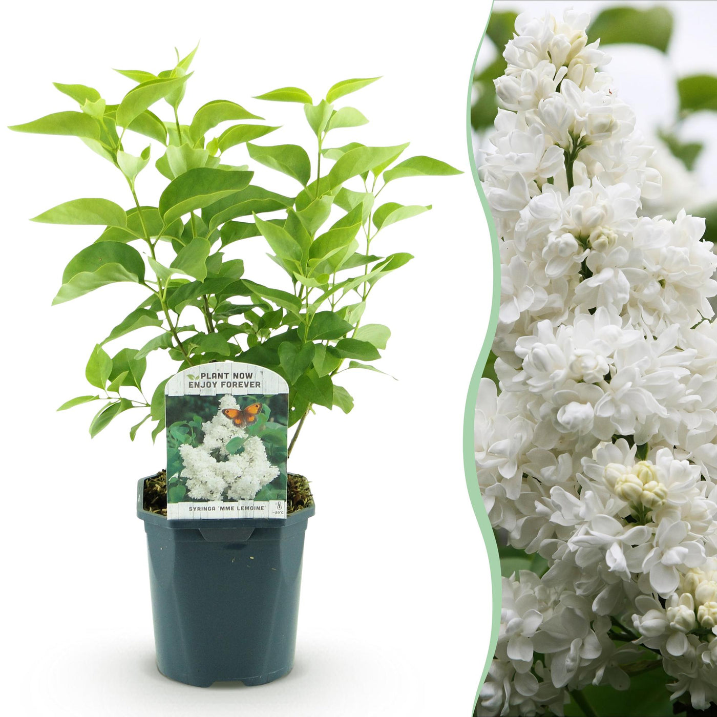 Sering - Syringa vulgaris mme Lemoine - wit - Ø17cm - ↕45cm