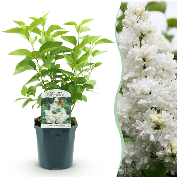 Sering - Syringa vulgaris mme Lemoine - wit - Ø17cm - ↕45cm