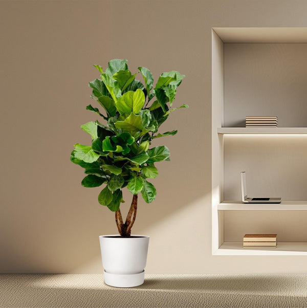 Vioolbladplant - Ficus lyrata vertakt - Ø34cm - ↕170cm