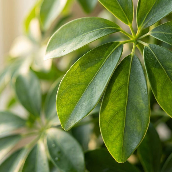 Vingerboom - Schefflera Arab Nora - incl. Pot - Wit - Ø21cm - ↕70cm