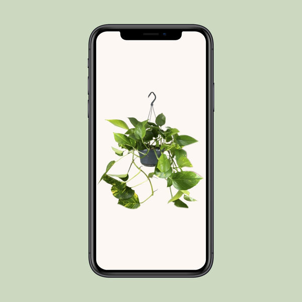 Pothos - Epipremnum aureum - Ø15cm - ↕25cm