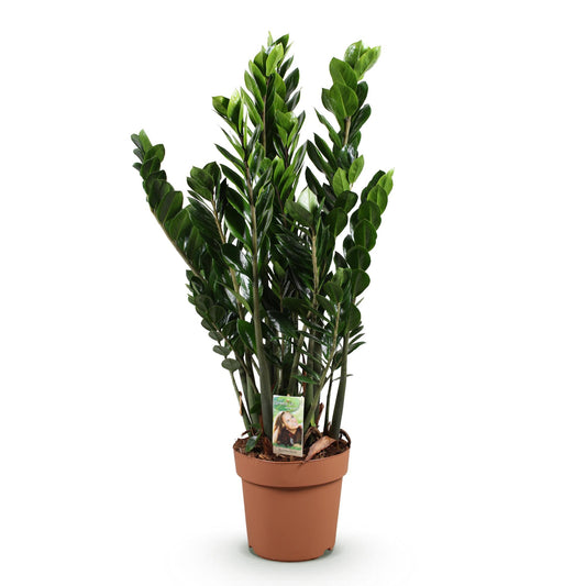 ZZ-plant - Zamioculcas - Ø21cm - ↕80-90cm