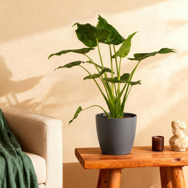 Boeddha-plant - Alocasia cucullata