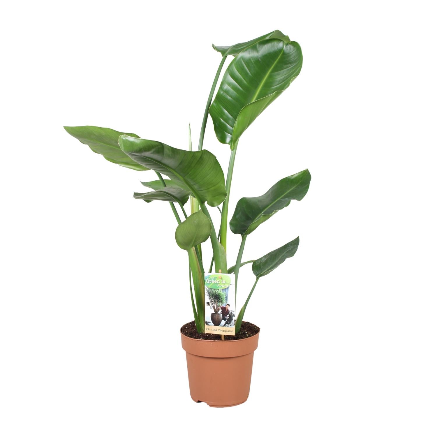 Witte paradijsvogelplant - Strelitzia nicolai - Ø17cm - ↕60cm