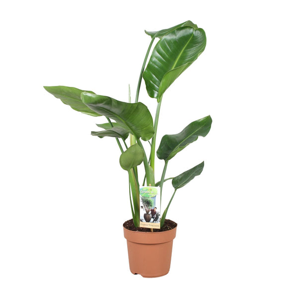 Witte paradijsvogelplant - Strelitzia nicolai - Ø17cm - ↕60cm