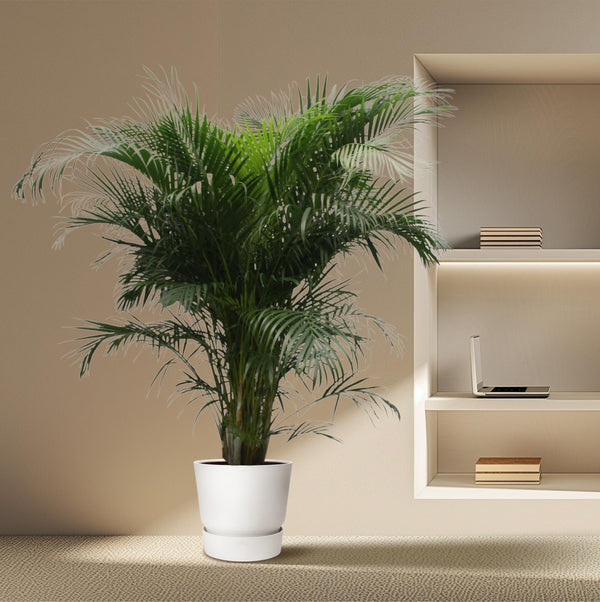 Arecapalm - Dypsis lutescens - Ø40cm - ↕230cm