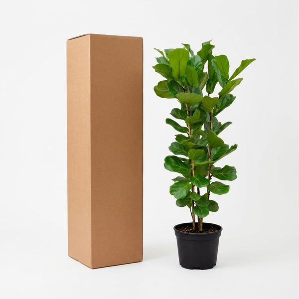 Vioolbladplant - Ficus lyrata struik - Ø27cm - ↕140cm