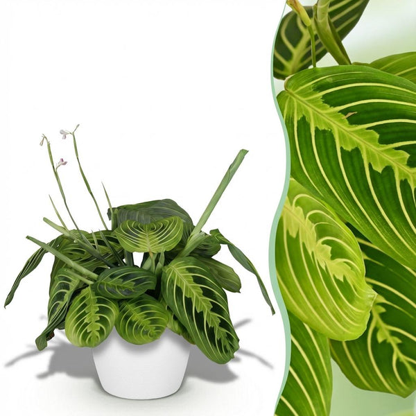Gebedsplant - Maranta Fascinator Lemon Lime - Ø12cm - ↕25cm
